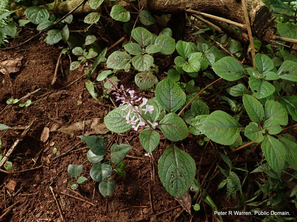 Plectranthus ciliatus