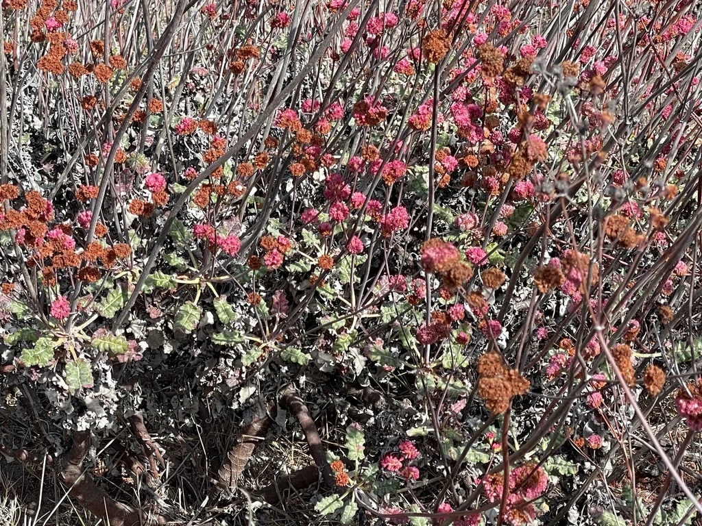 Eriogonum Grande V. Rubescens