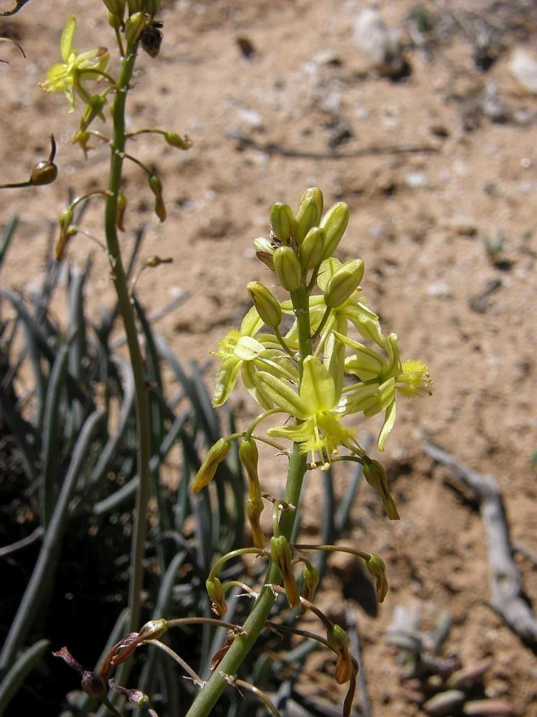 Bulbine Frutescens