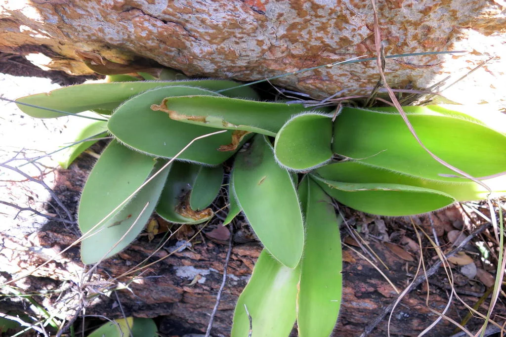 Haemanthus Albiflos