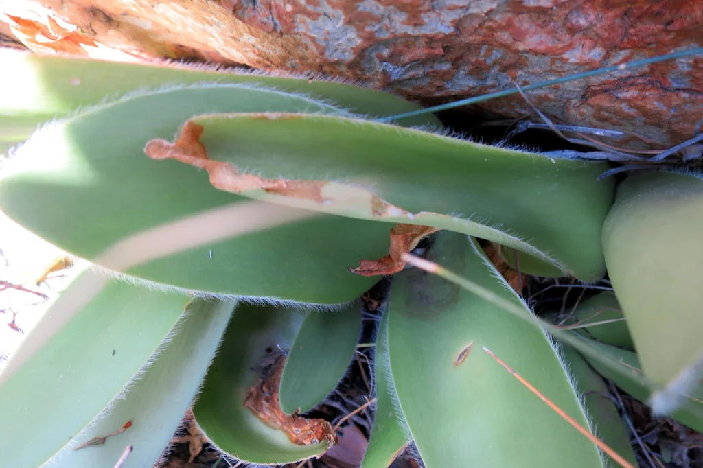 Haemanthus Albiflos