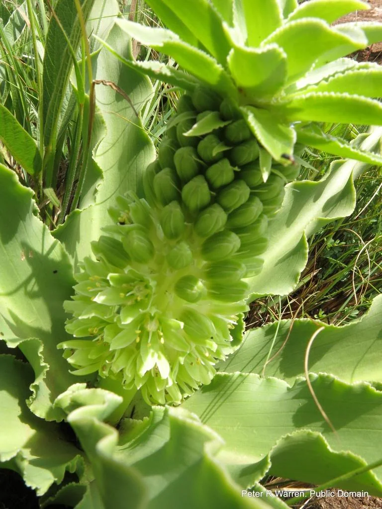 Eucomis Autumnalis