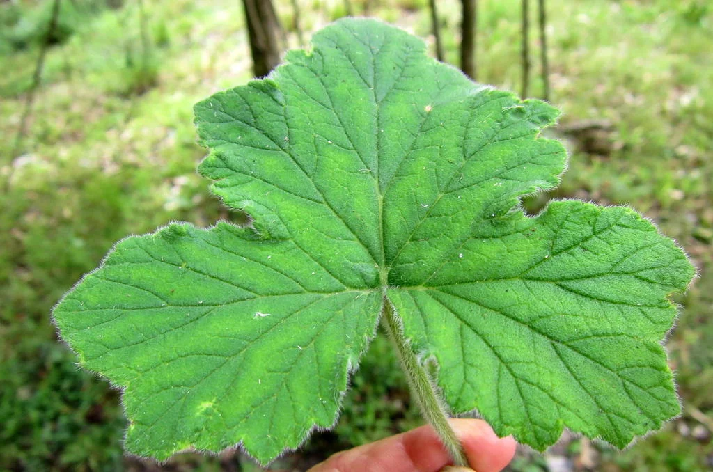 Pelargonium Tomentosum