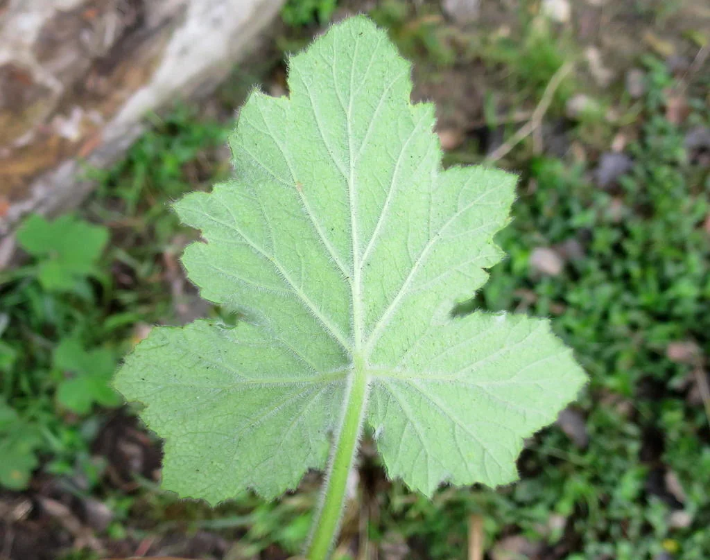 Pelargonium Tomentosum