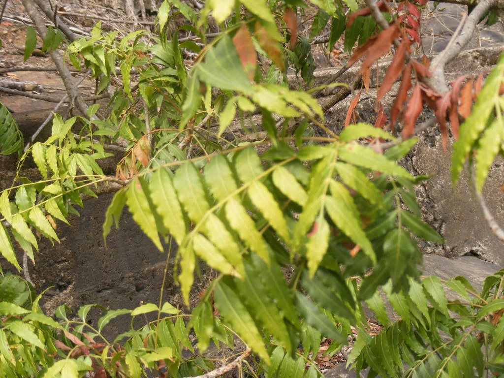 Harpephyllum Caffrum