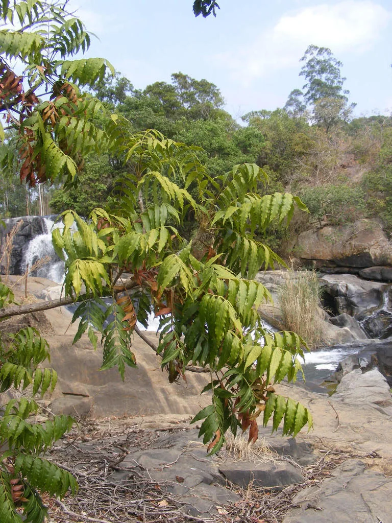 Harpephyllum Caffrum