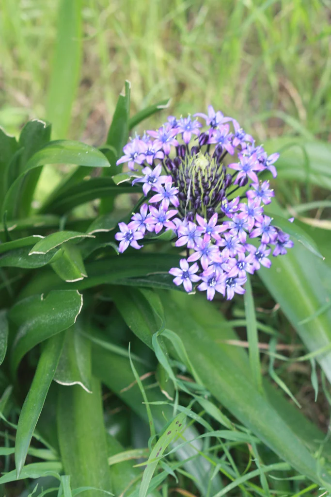 Scilla Peruviana