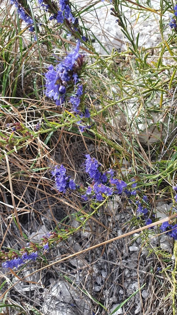 Hyssopus officinalis