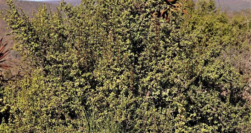 Portulacaria Afra