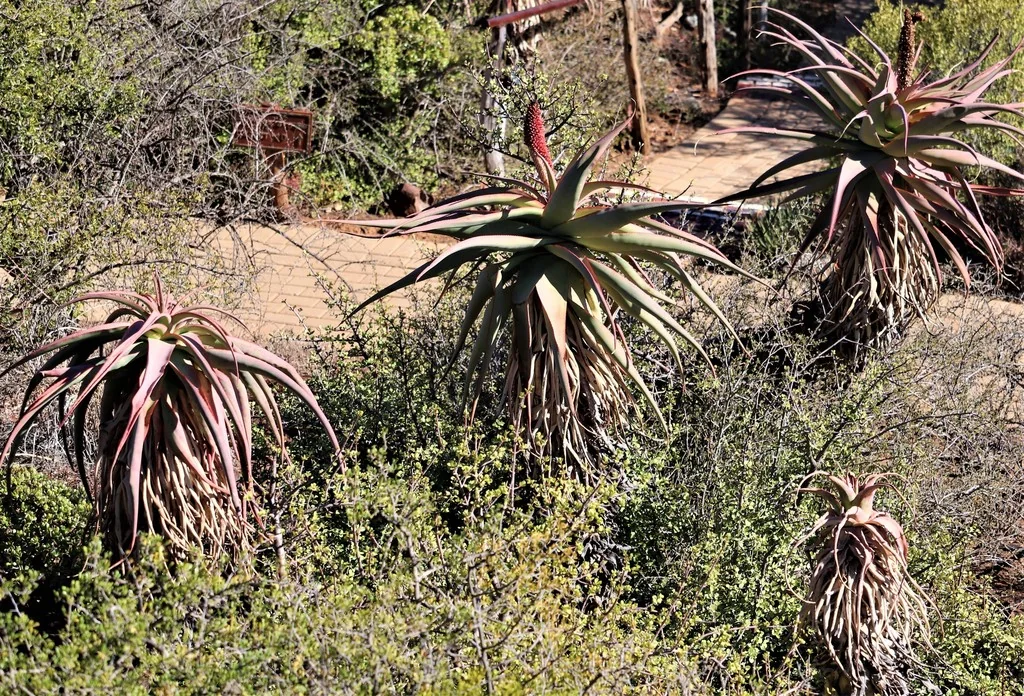 Aloe Speciosa