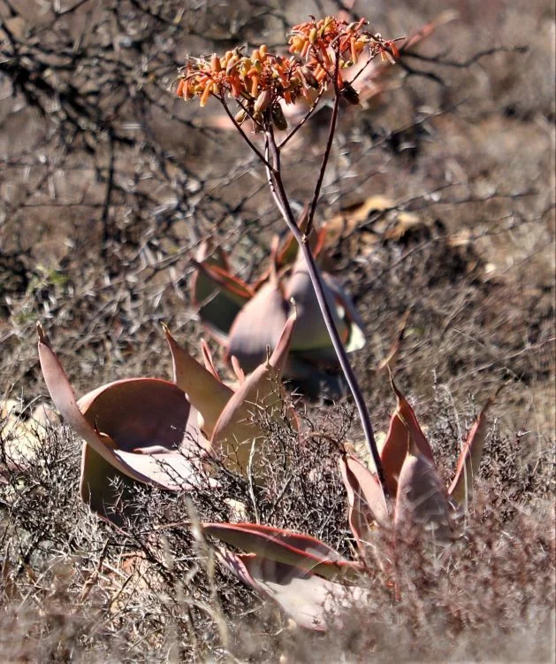 Aloe Striata