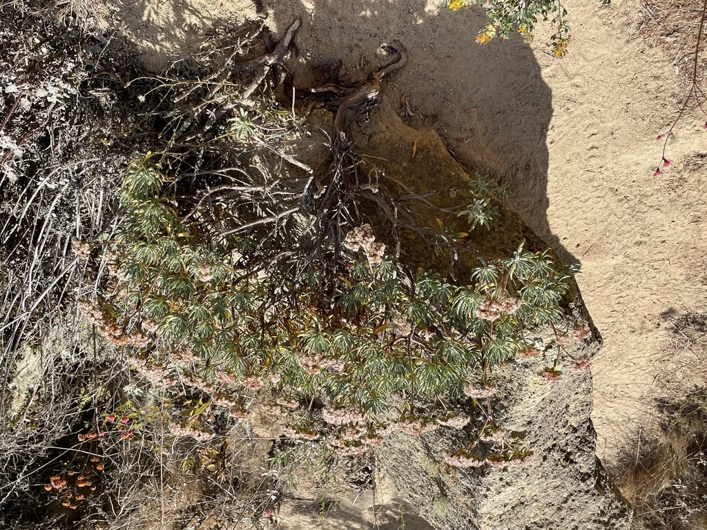 Eriogonum Arborescens