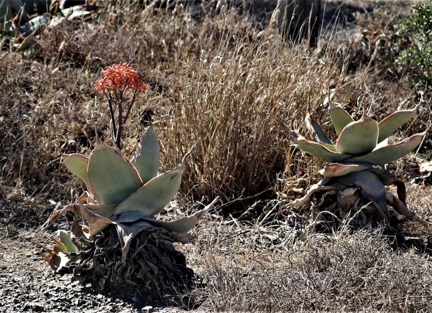 Aloe Striata