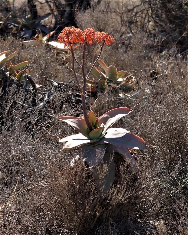 Aloe Striata
