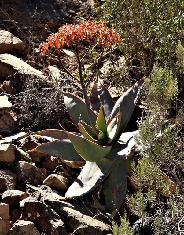 Aloe Striata