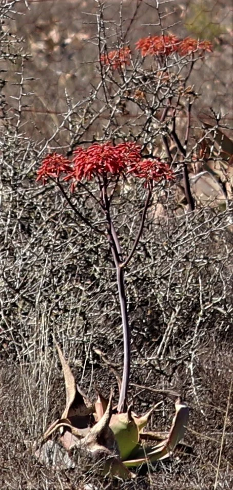 Aloe Striata
