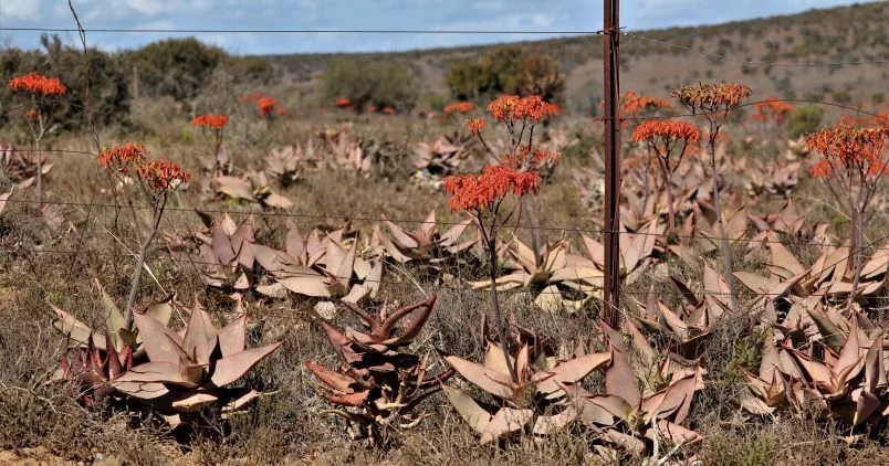 Aloe Striata