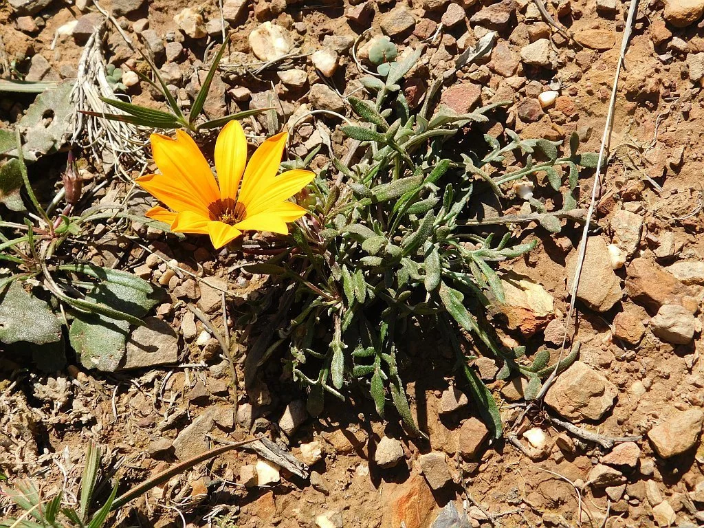 Gazania Krebsiana