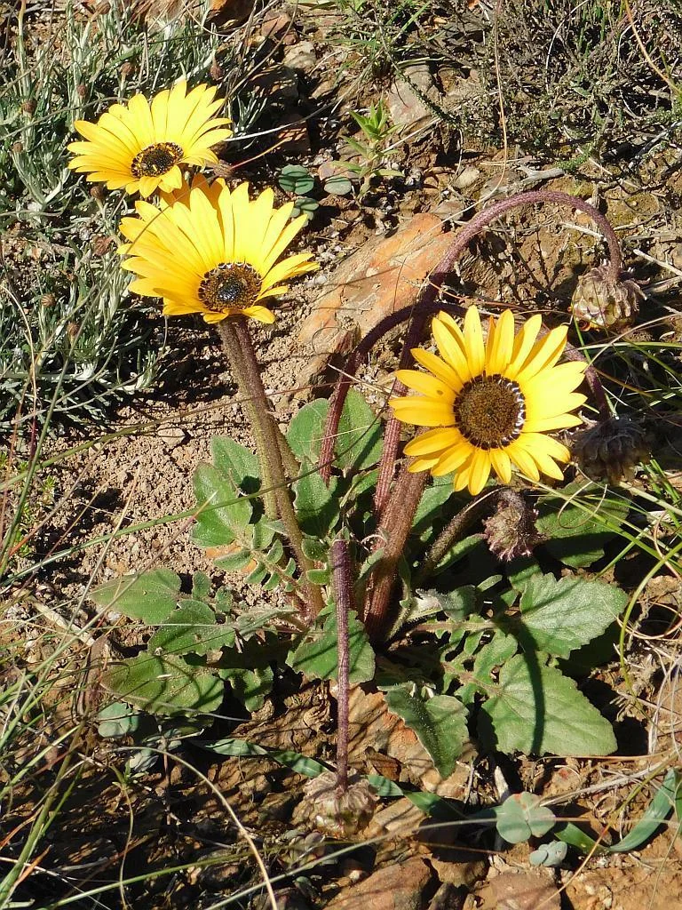 Arctotis Acaulis