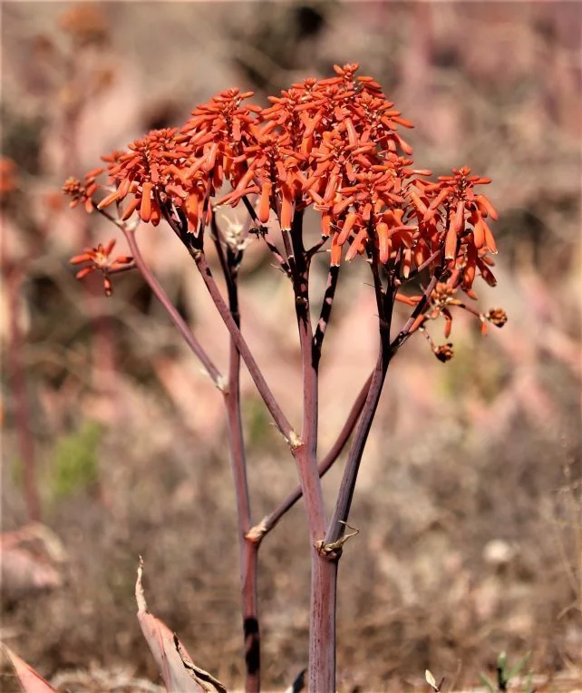 Aloe Striata