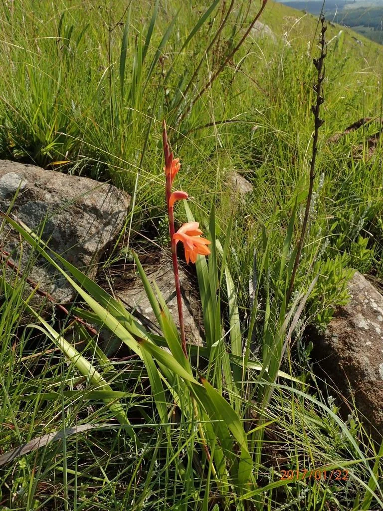 Watsonia Pillansii