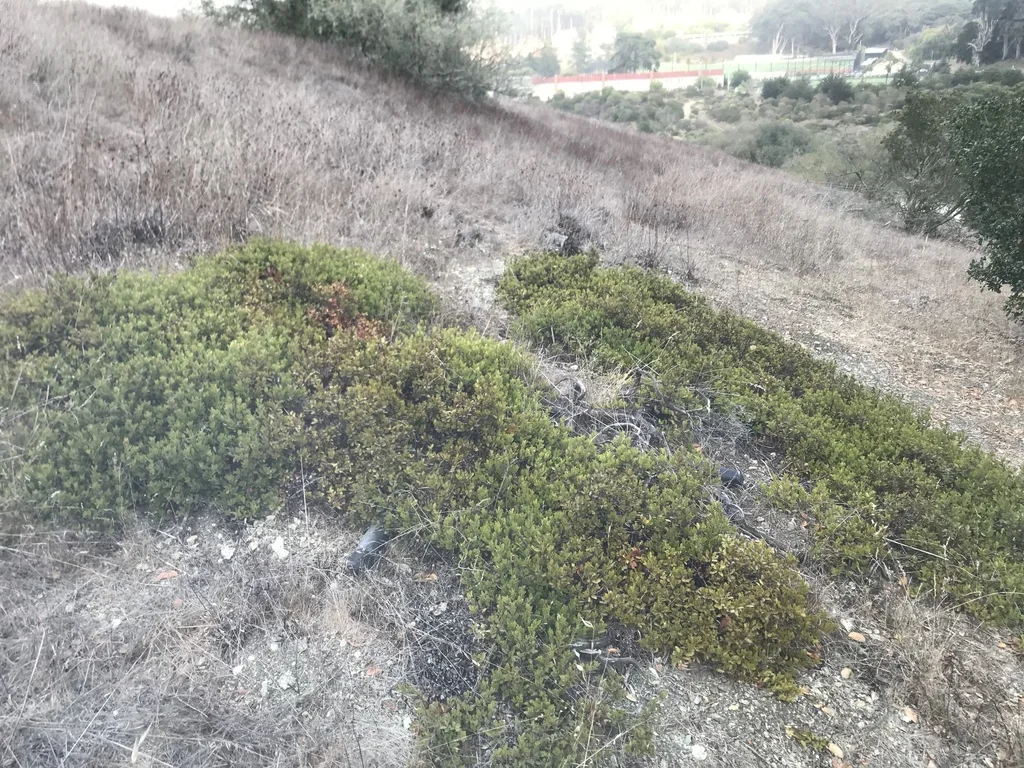 Arctostaphylos Hookeri Franciscana