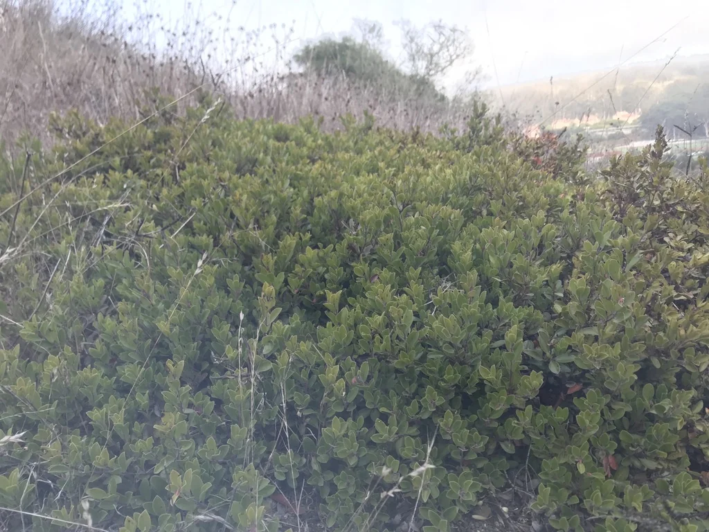 Arctostaphylos Hookeri Franciscana