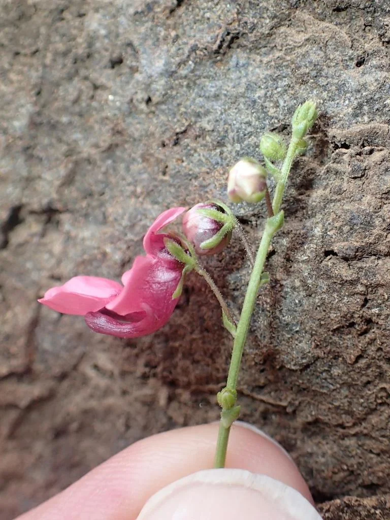 Diascia Integerrima