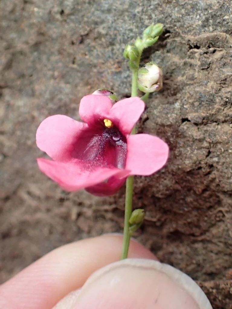 Diascia Integerrima