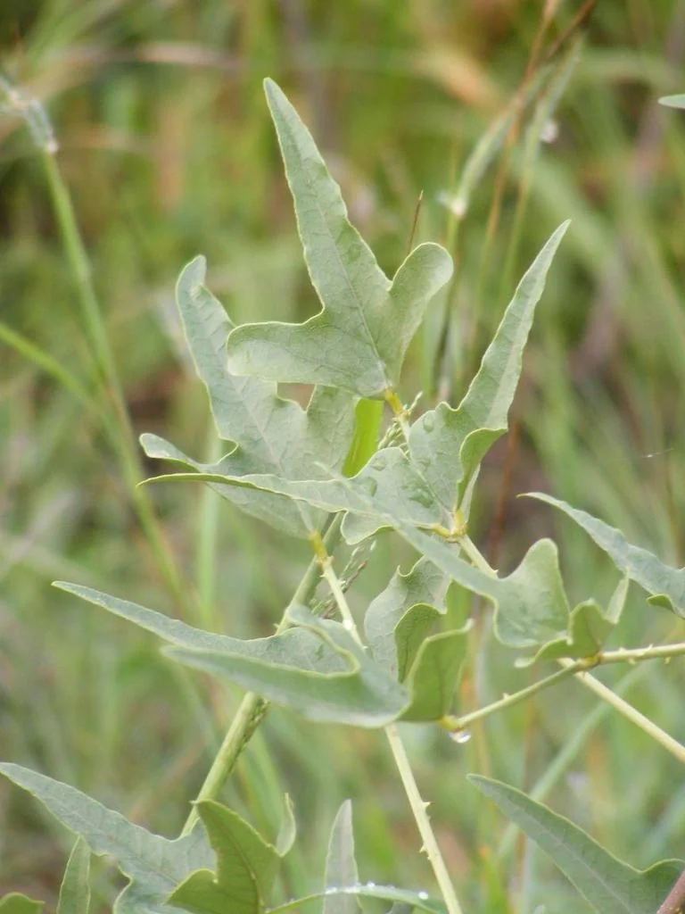 Erythrina Humeana