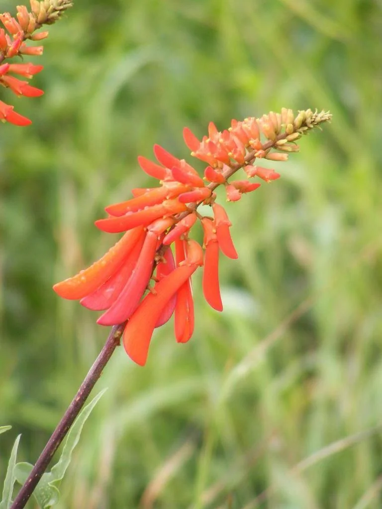 Erythrina Humeana