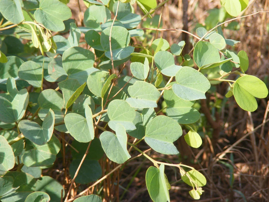 Bauhinia Galpinii