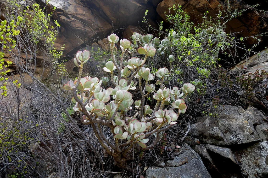 Crassula Arborescens