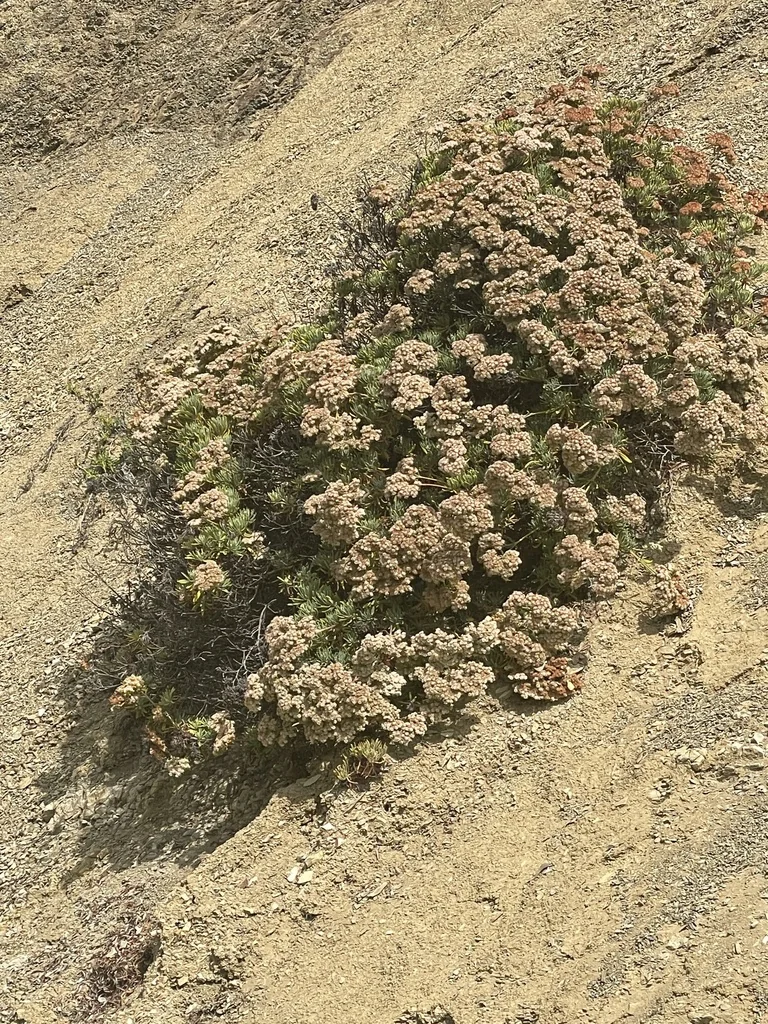 Eriogonum Arborescens