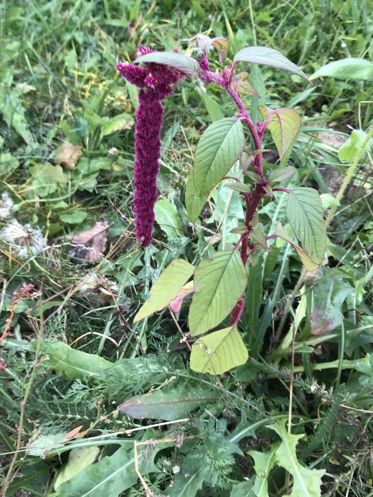 Amaranthus Caudatus
