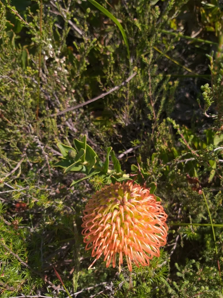 Leucospermum Cordifolium