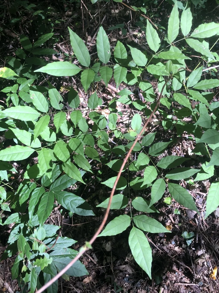 Wisteria Floribunda