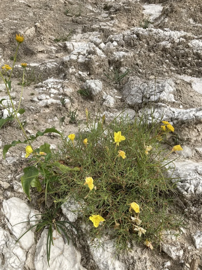 Calylophus Hartwegii