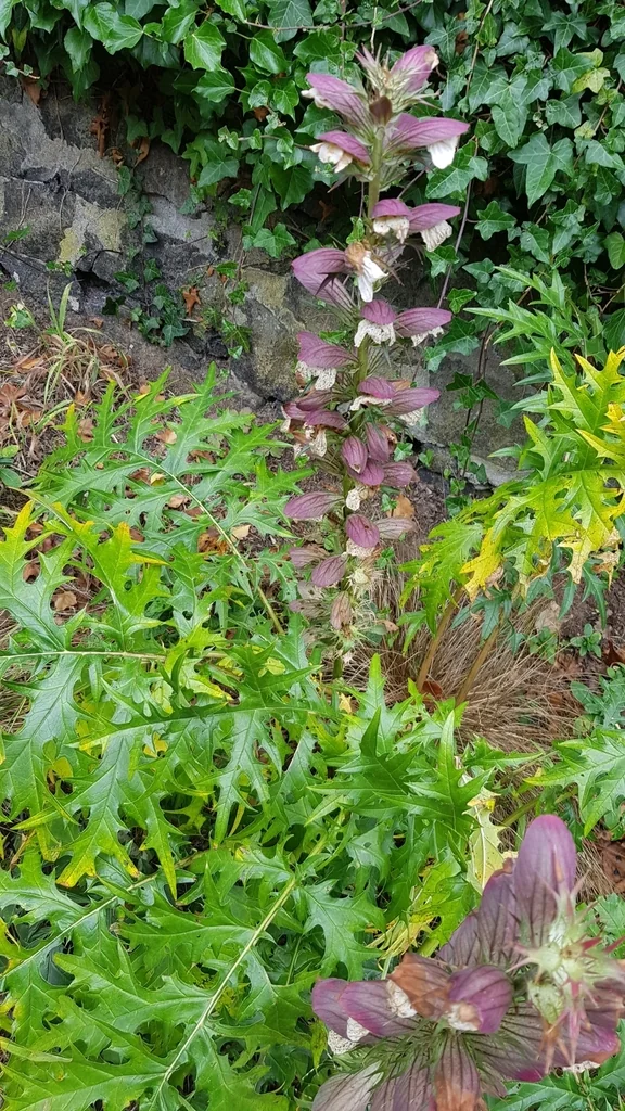 Acanthus Spinosus