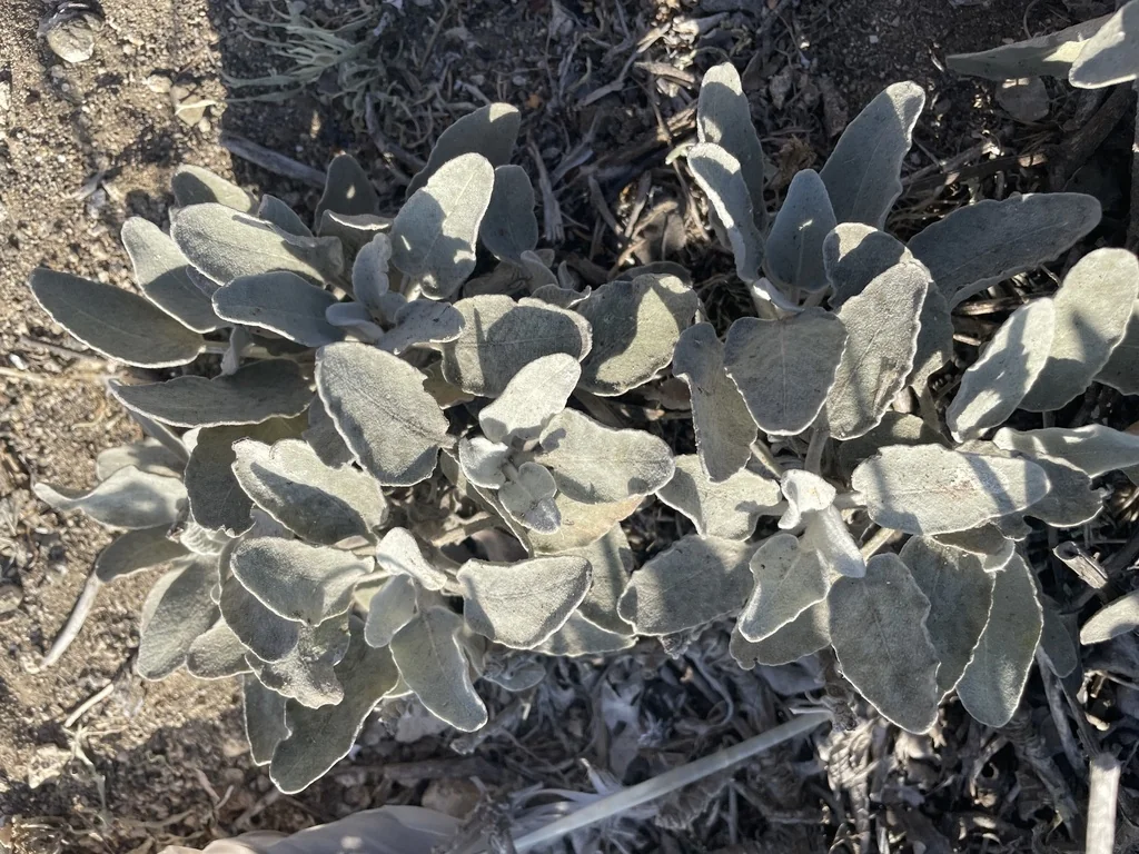 Eriogonum Giganteum