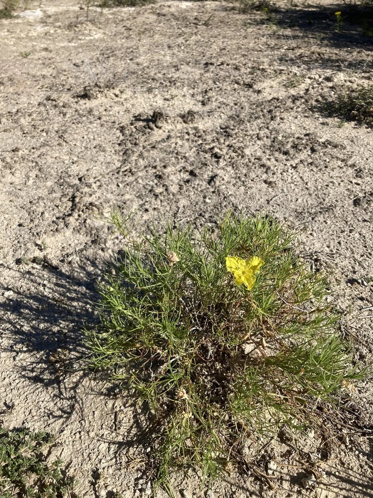 Calylophus Hartwegii