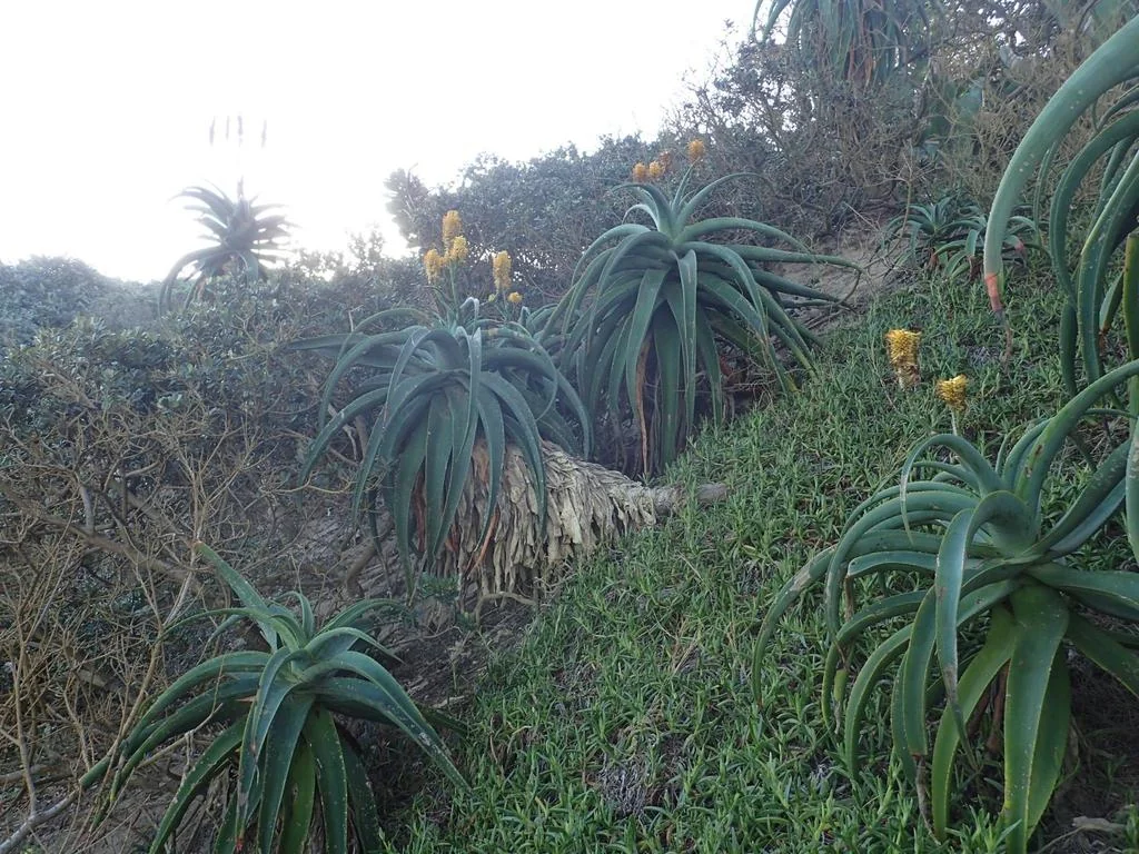 Aloe Thraskii