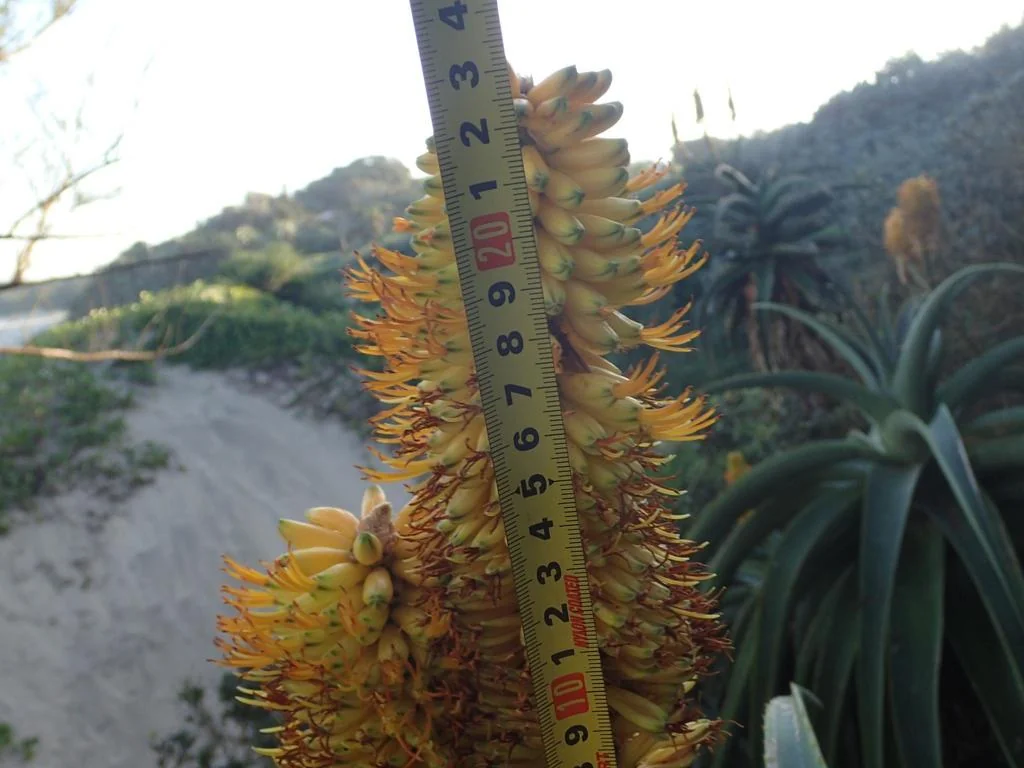 Aloe Thraskii