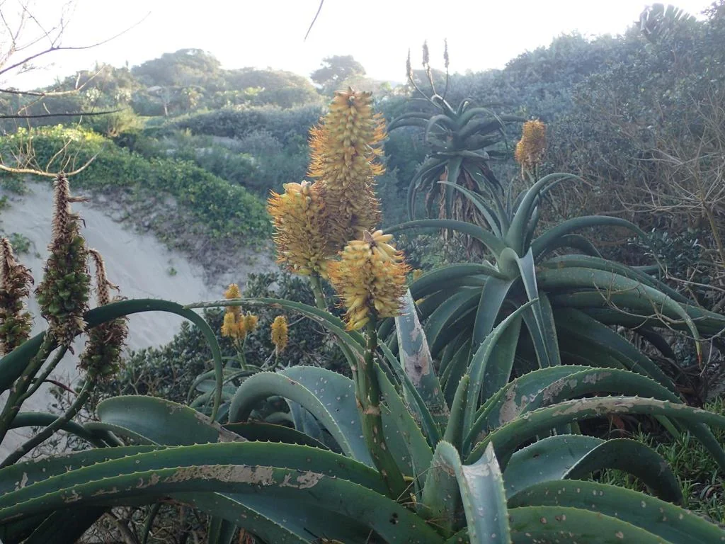 Aloe Thraskii