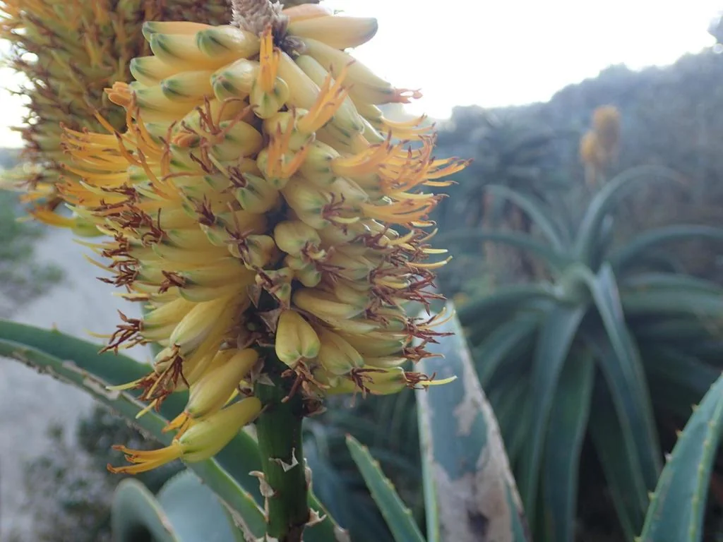 Aloe Thraskii