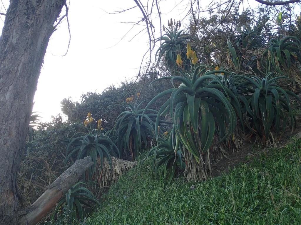 Aloe Thraskii