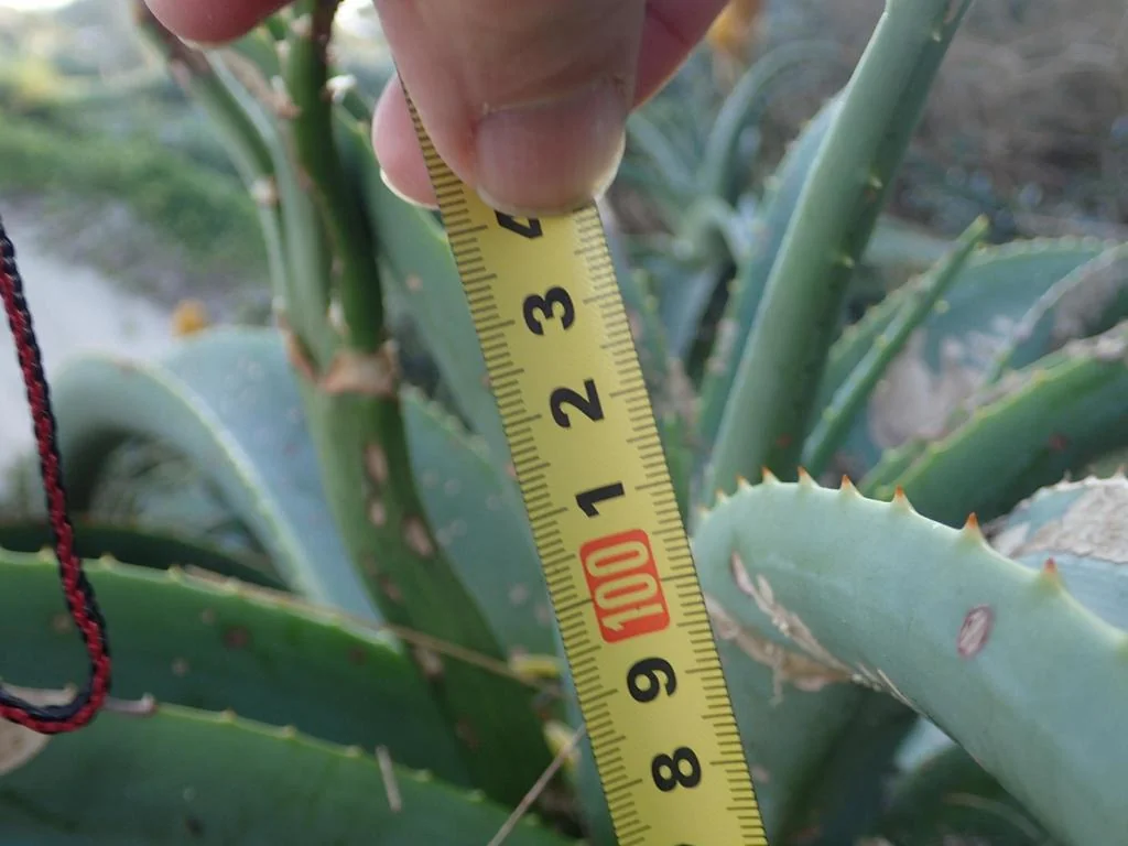 Aloe Thraskii