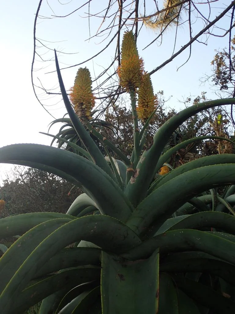 Aloe Thraskii