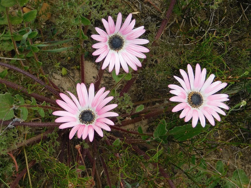 Arctotis Acaulis