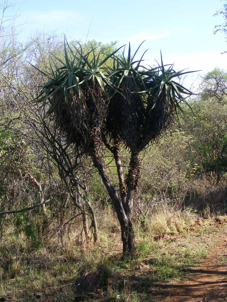 Aloe Castanea